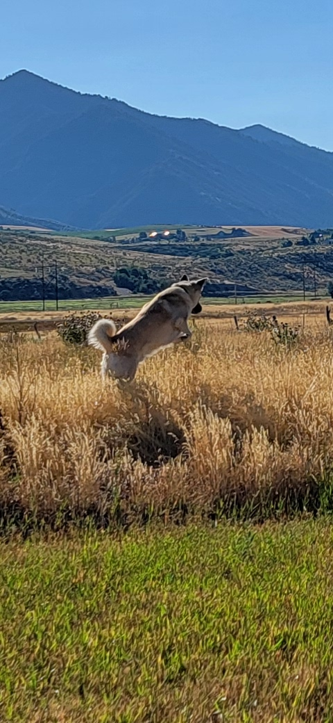 Grizzly in Idaho getting ready to pounce on a vole
